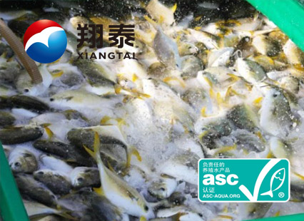 全球首家！海南翔泰漁業(yè)榮獲全球首張ASC金鯧魚網(wǎng)箱養(yǎng)殖認(rèn)證證書