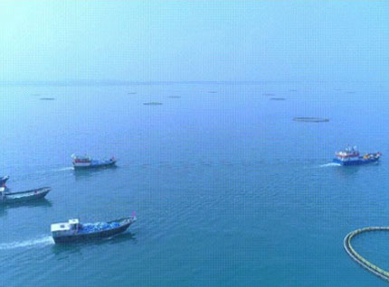 首批漁獲——翔泰2023金鯧魚全面開捕，從南海到餐桌，全程可追溯！
